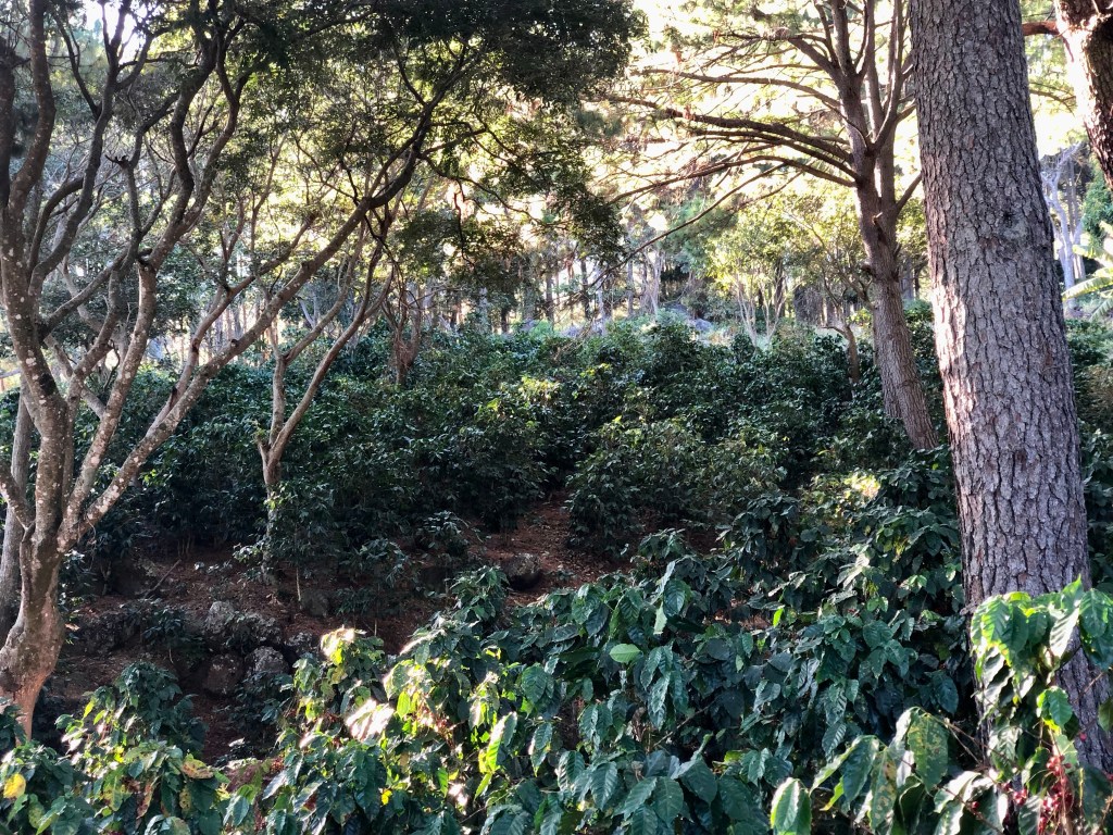 Vivo, luego escribo.