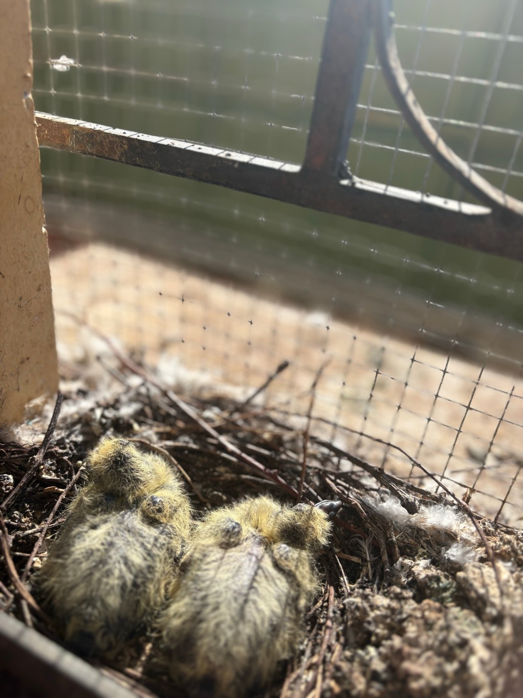 Los pasos que preceden a nuestra sombra